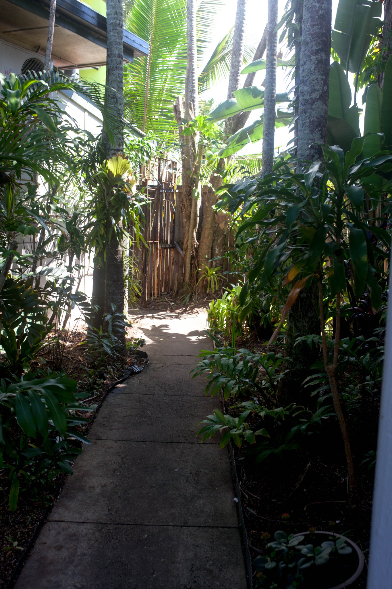 Tropical garden path at Cairns City Motel